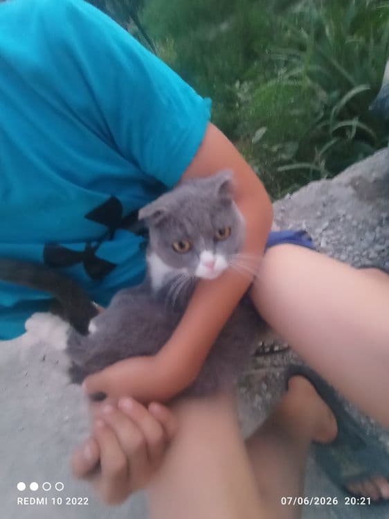 Zoti: Scottish fold — 2
