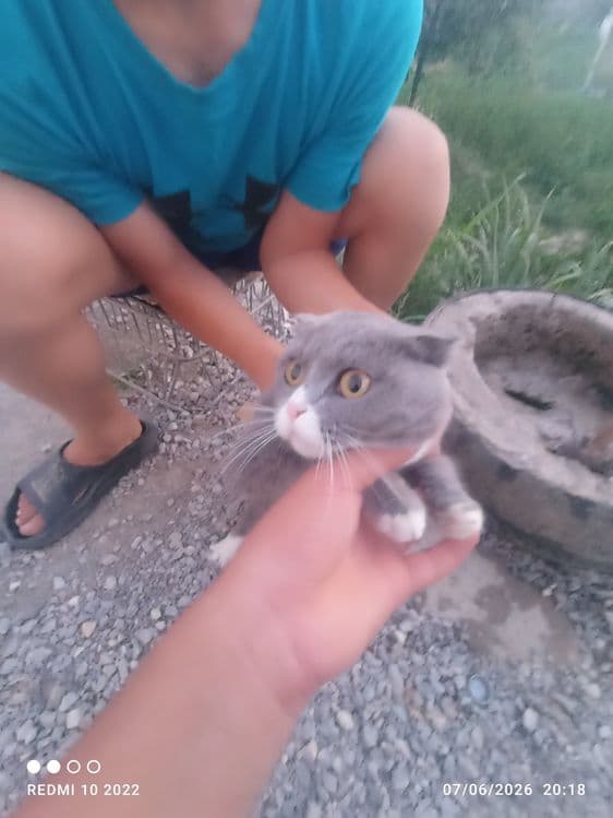 Zoti: Scottish fold — 3