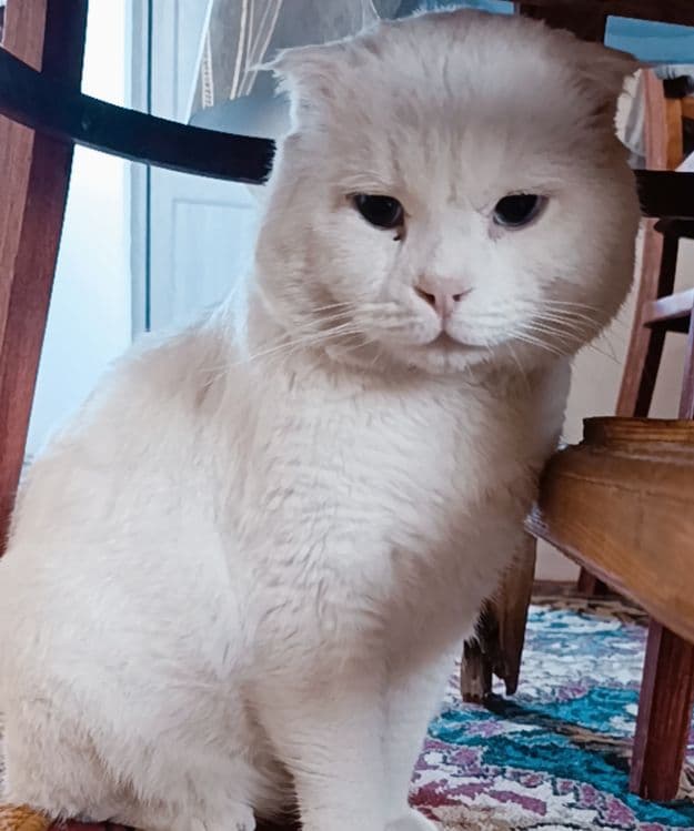 Scottish fold срочно сотилади — 2
