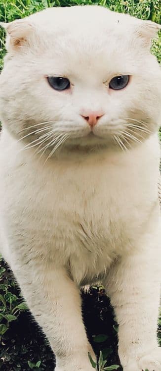 Scottish fold срочно сотилади — 3