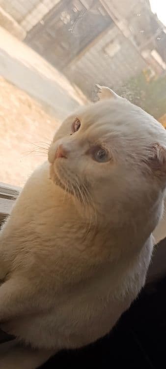Scottish fold срочно сотилади — 4