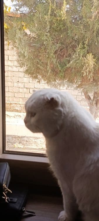 Scottish fold срочно сотилади — 5