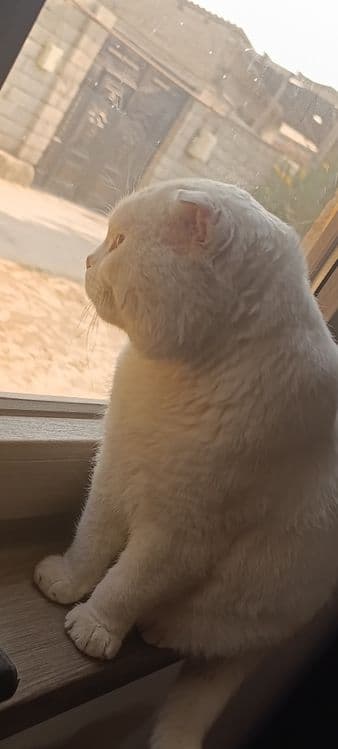 Scottish fold срочно сотилади — 6