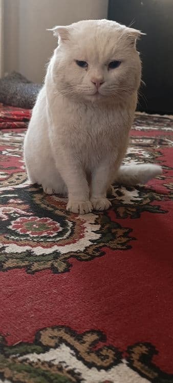 Scottish fold срочно сотилади — 7