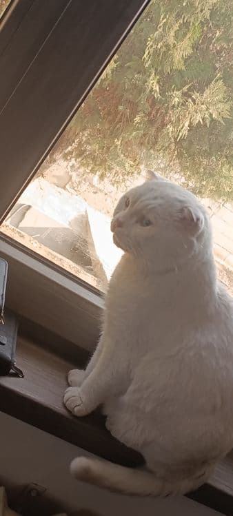 Scottish fold срочно сотилади — 8