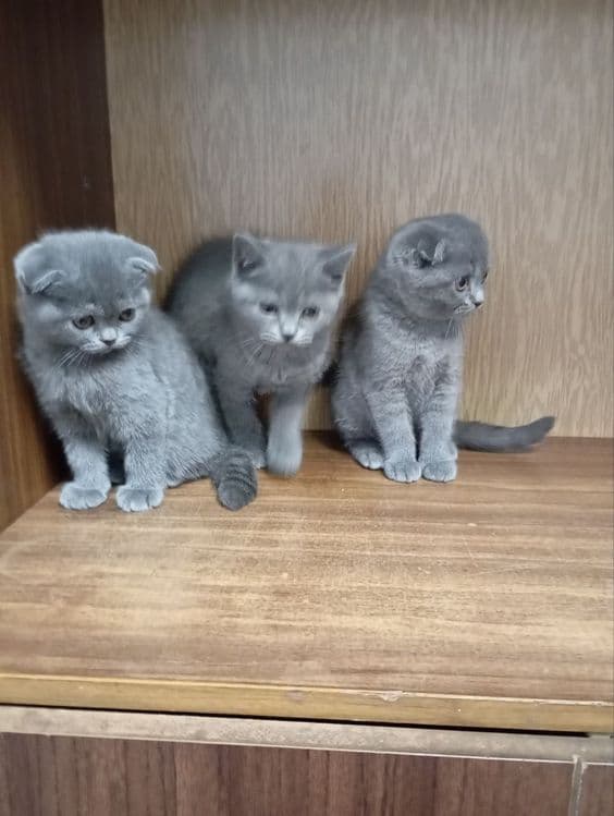 Продаются котята, девочки, одна страйт, 2 фолд вислоухие, — 1