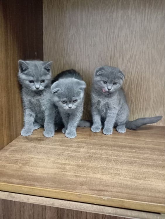 Продаются котята, девочки, одна страйт, 2 фолд вислоухие, — 2