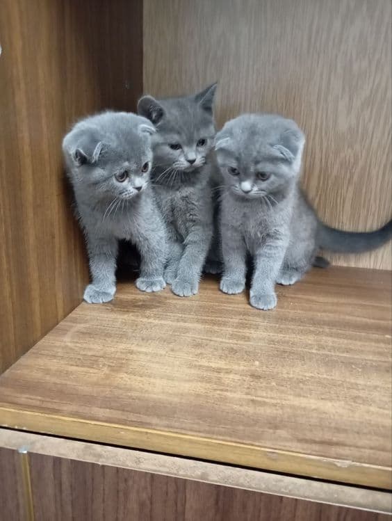 Продаются котята, девочки, одна страйт, 2 фолд вислоухие, — 3