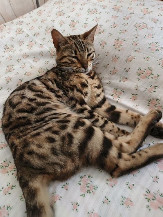 Бенгал мушук сотилади — 3