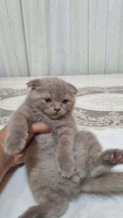 скотиш фолд угил бола — 2