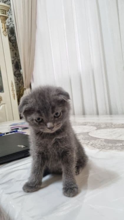 скотиш фолд 2та угил — 2