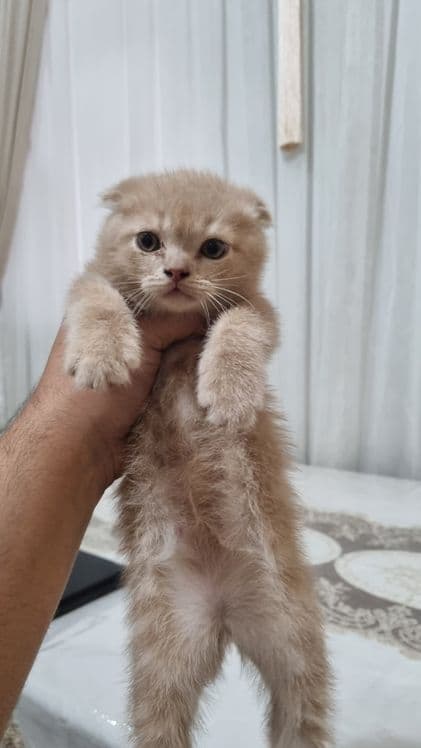 скотиш фолд 2та угил — 3
