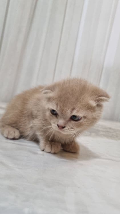 скотиш фолд 2та угил — 4