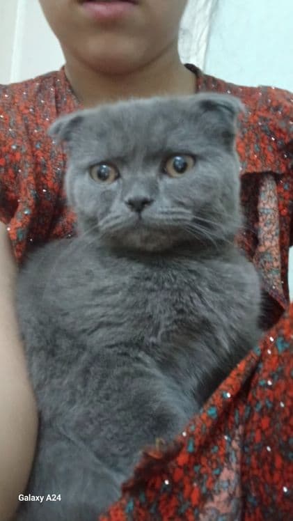 Момиккина мушукча сотилади — 3