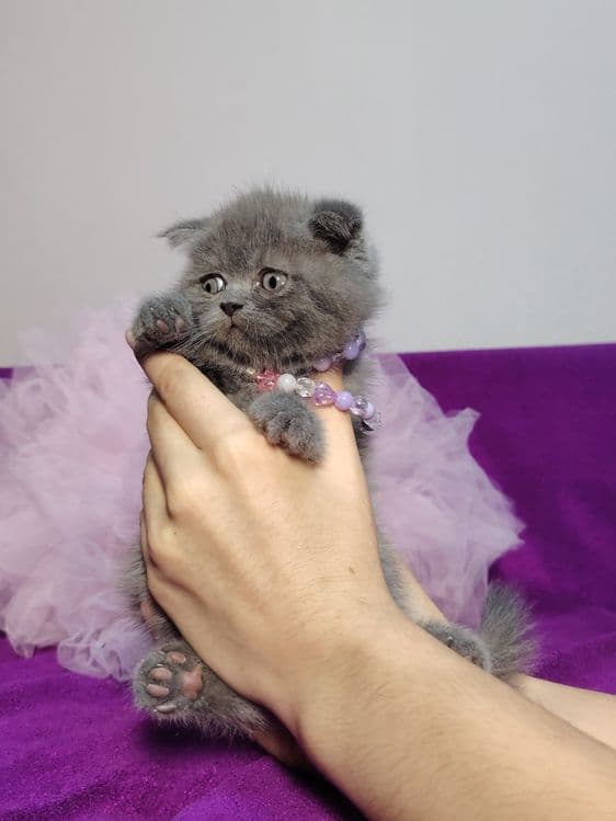 Мальчик скоттиш фолд голубой окрас — 1