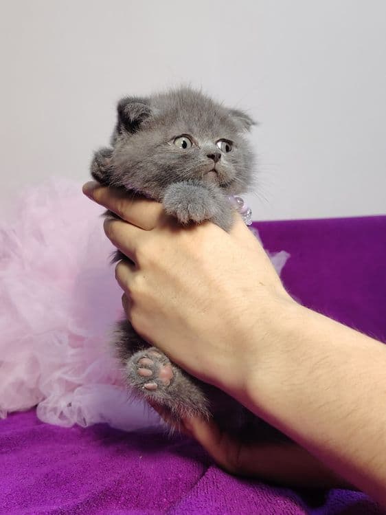 Мальчик скоттиш фолд голубой окрас — 2