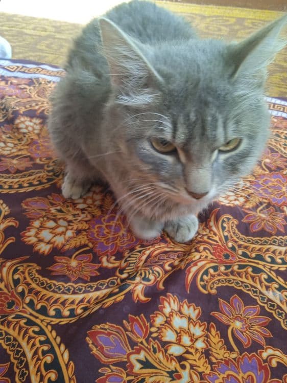 Zoddor mushuk sotiladi 1 yosh — 3