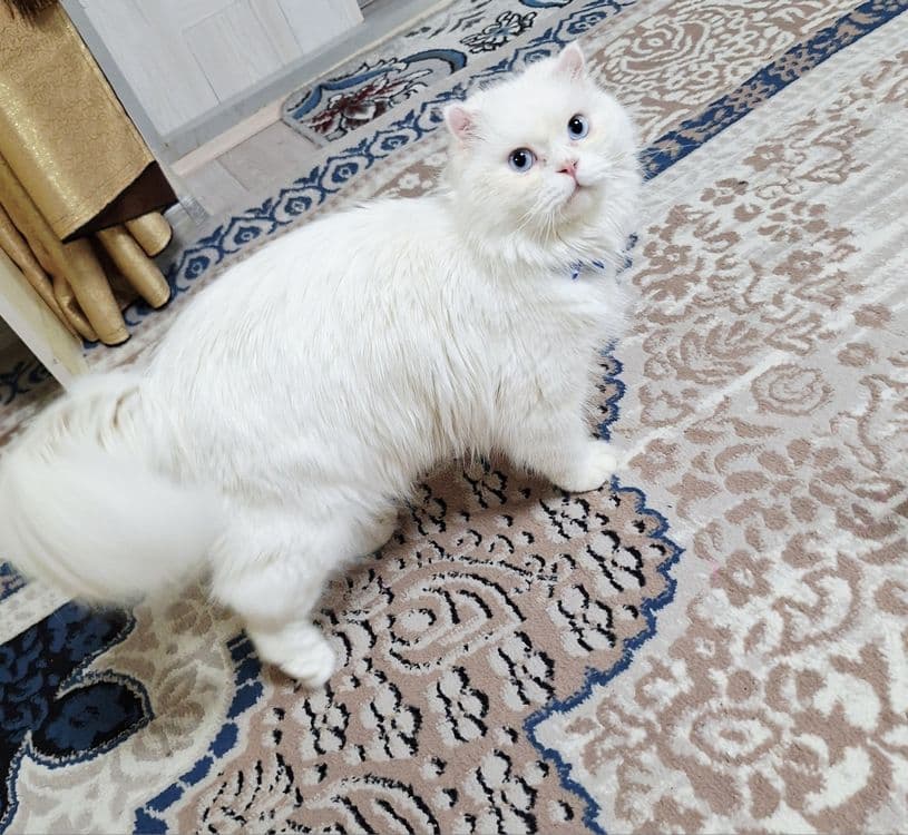 VYAZKA Kelin mushuklarni chaqiramiz — 2