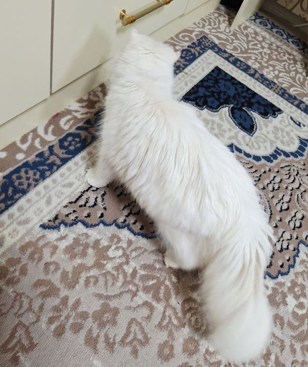 VYAZKA Kelin mushuklarni chaqiramiz — 6