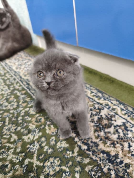 КОТЁНОК  Mushuk  sotiladi — 2