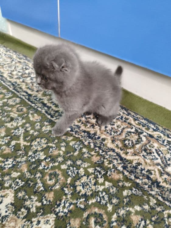 КОТЁНОК  Mushuk  sotiladi — 3