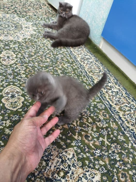 КОТЁНОК  Mushuk  sotiladi — 4
