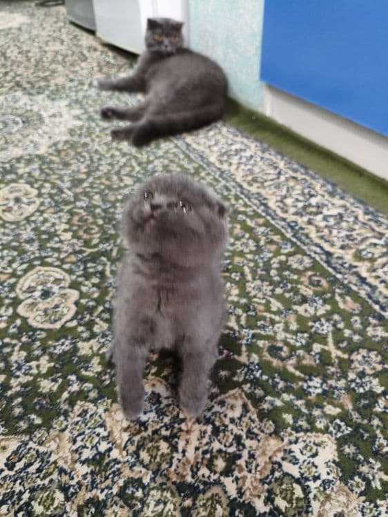 КОТЁНОК  Mushuk  sotiladi — 5