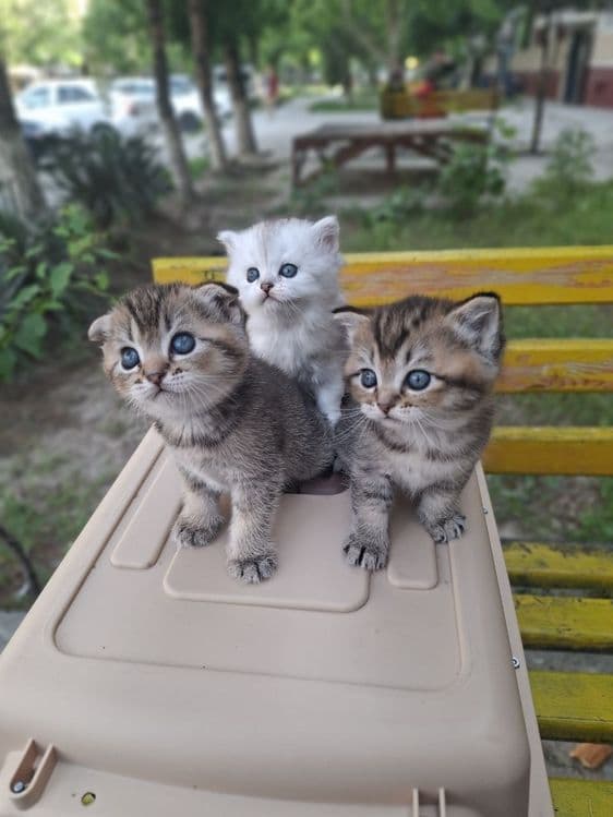 Котята шиншилы г.Навои — 1