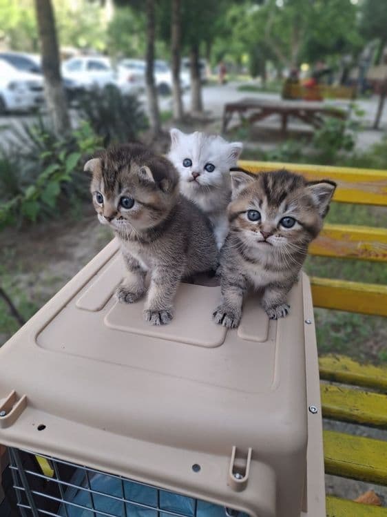 Котята шиншилы г.Навои — 2