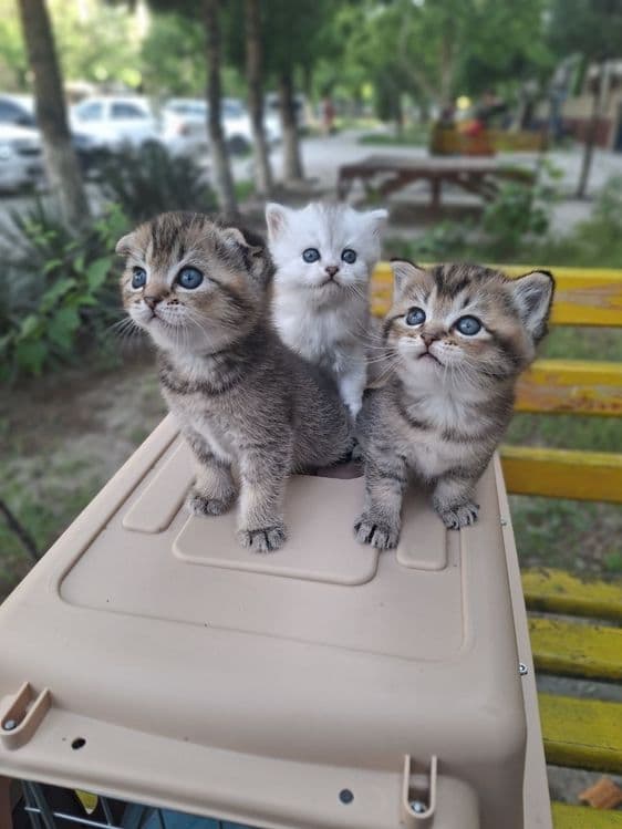 Котята шиншилы г.Навои — 3