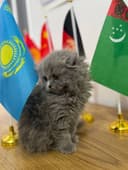 2 ойлик шотландский котёнок 100$ (латок корм и песок)