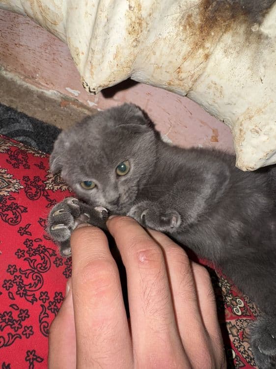 zotdor mushuk bolasi — 6