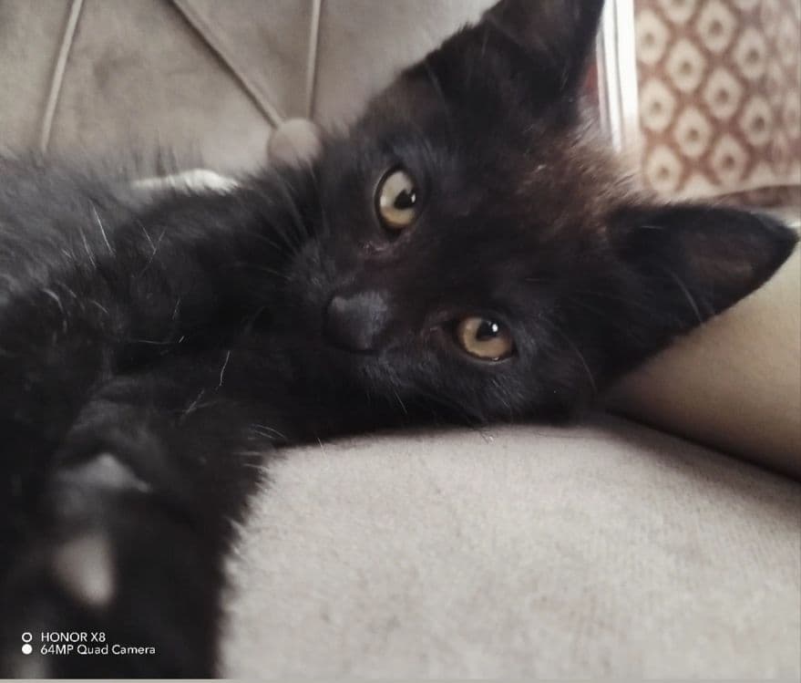 Mushukchalar Scottish fold va Turk Angora — 2