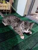 Домашние котенок