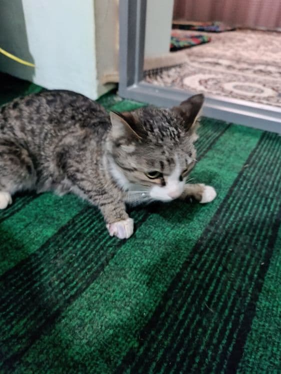 Домашние котенок — 2