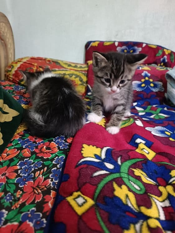 Домашние котенок — 3