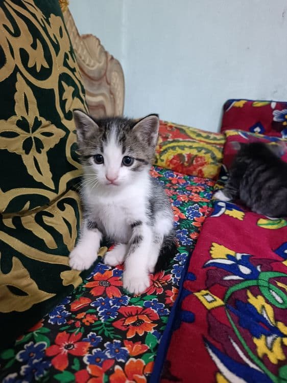 Домашние котенок — 4