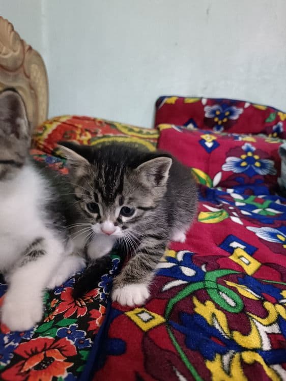 Домашние котенок — 5