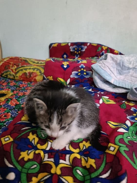 Домашние котенок — 6