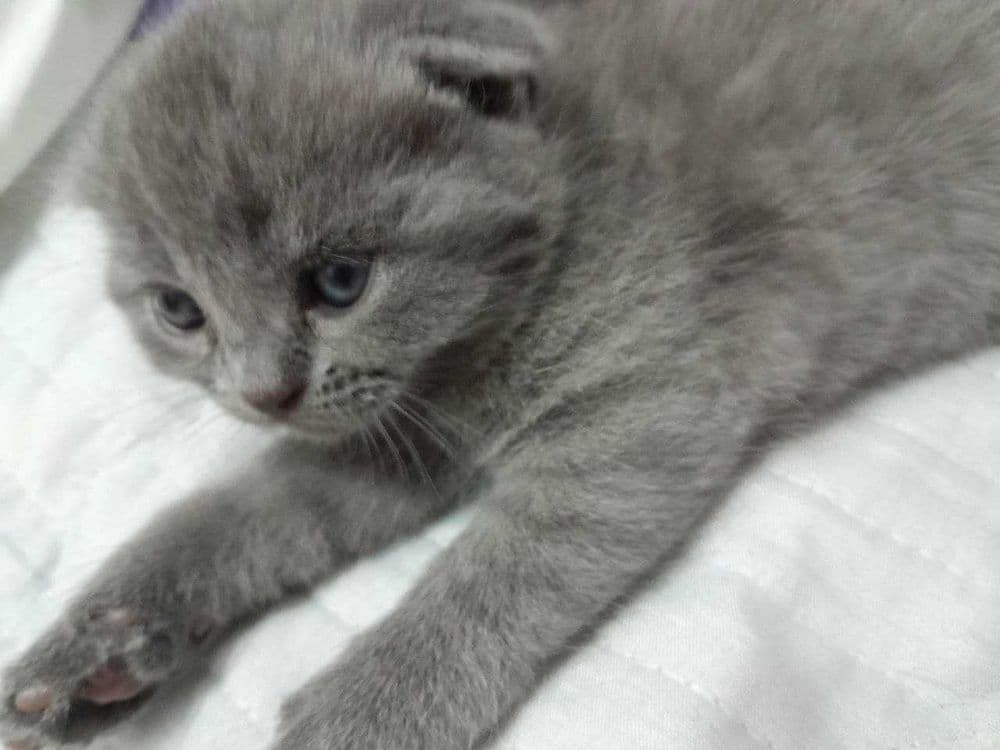 Продаются котята, девочки, одна страйт, 2 фолд вислоухие — 3