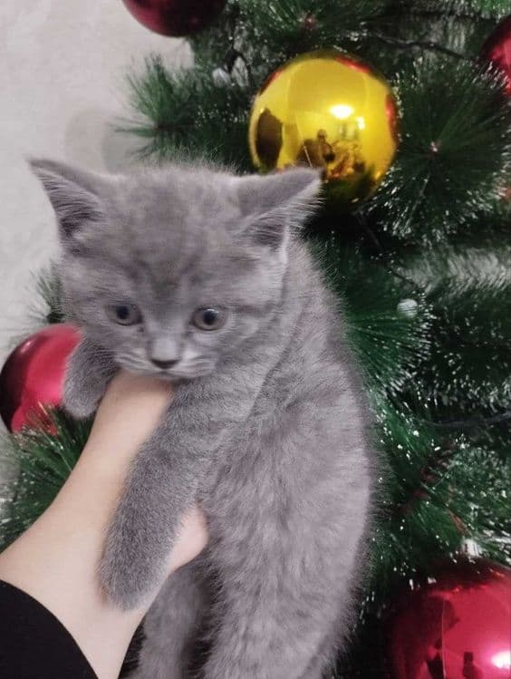 Продаются котята, девочки, одна страйт, 2 фолд вислоухие — 4