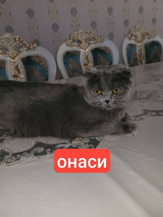 ТОЗА британ мушукча сотилади 700 минг сум — 4