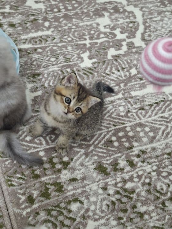 Кошки  шиншила продажа — 1