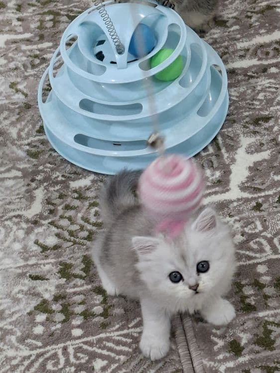 Кошки  шиншила продажа — 2