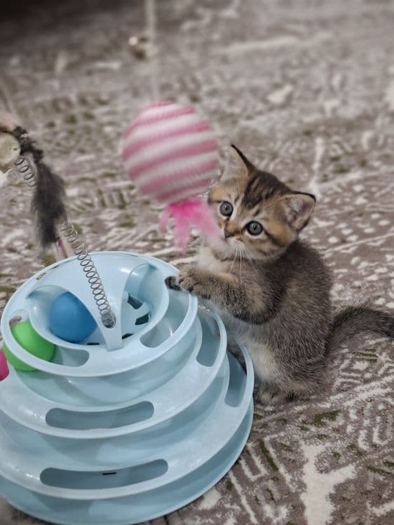 Кошки  шиншила продажа — 3