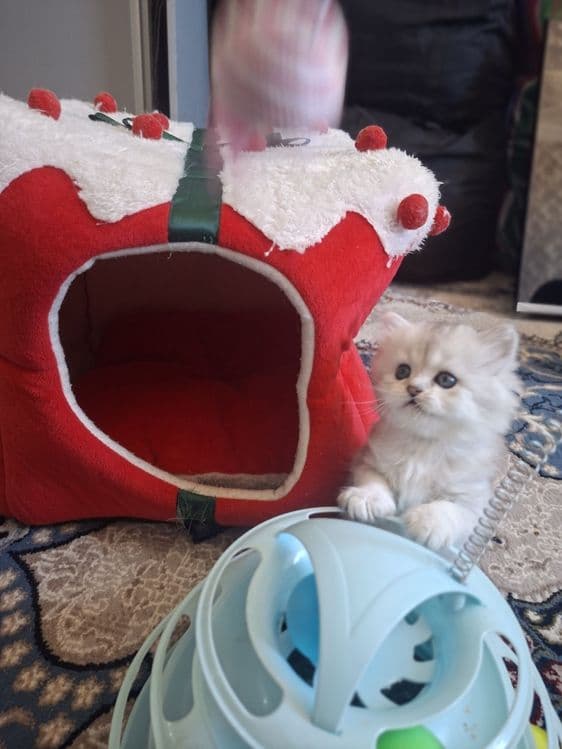 Кошки  шиншила продажа — 4