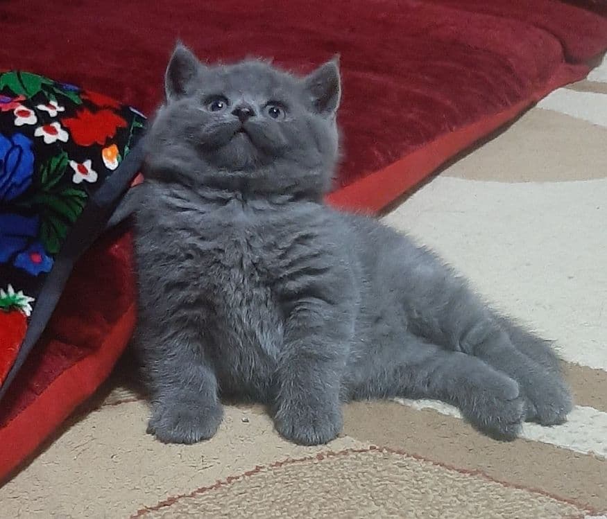 Zotdor mushuk bolasi — 2