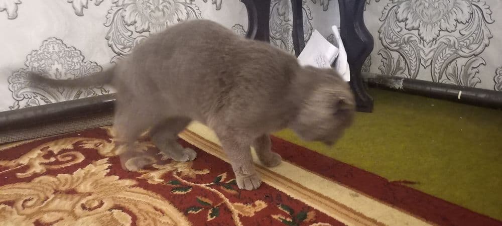 Scottish Fold  shoklandiya qiyshiq quloq mushugi — 2