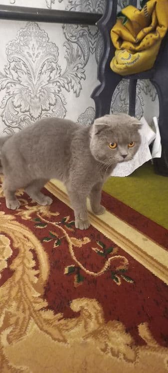 Scottish Fold  shoklandiya qiyshiq quloq mushugi — 3