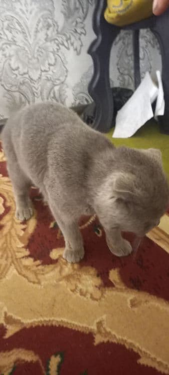 Scottish Fold  shoklandiya qiyshiq quloq mushugi — 4